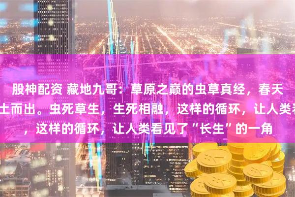 股神配资 藏地九哥：草原之巅的虫草真经，春天来时，草从虫体中破土而出。虫死草生，生死相融，这样的循环，让人类看见了“长生”的一角